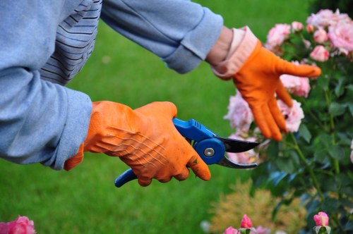 Arborist inspecting a tree before scheduled work