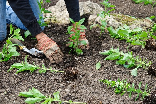 Free quotation for tree surgery services in Dulwich