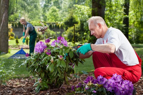 Experienced tree surgeon managing tree care in Dulwich